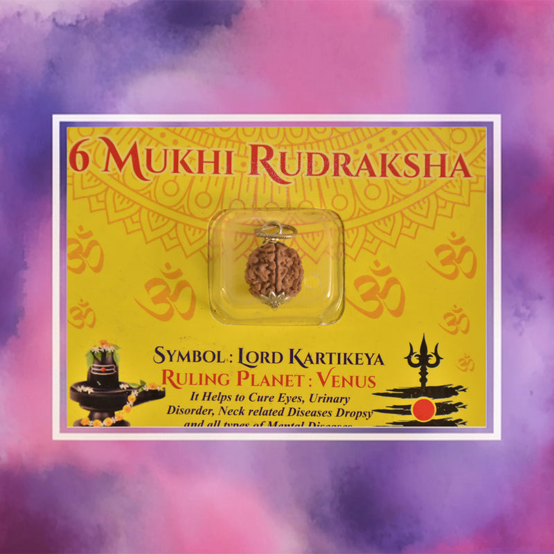 6 Mukhi Rudraksha
